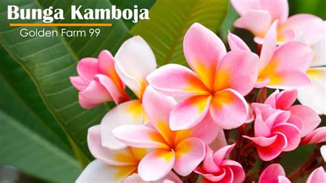 Warna Warni Bunga Kamboja Perpaduan Indah Dalam Ekosistem Flora