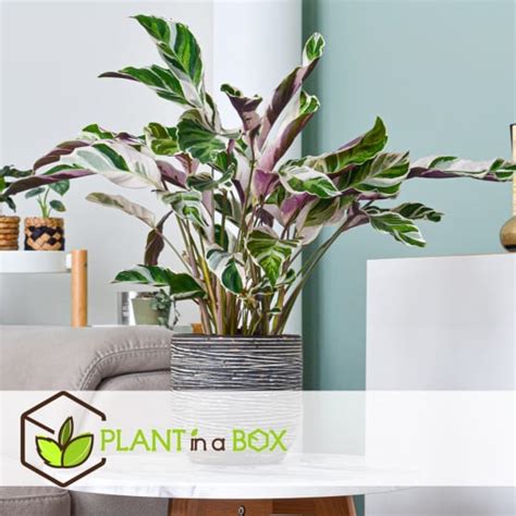 Calathea Blanc Fusion Purificateur D Air Pot Cm Hauteur