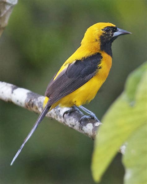 Yellow Backed Oriole Icterus Chrysater Photo Call And Song