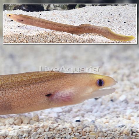 Dwarf Moray Eel: Saltwater Aquarium Fish