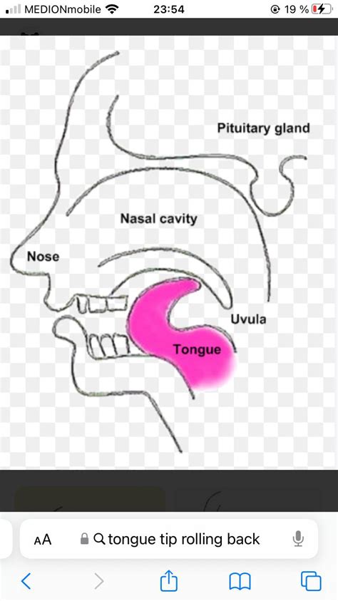 Tongue position : r/Mewing