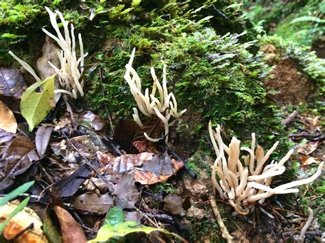 Pin By Matthew Meyer On Fungi And Moths Fungi Plants Lichen