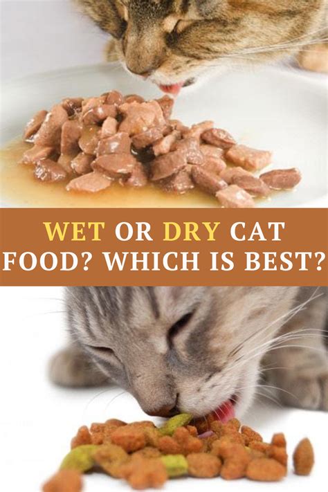 Best Healthy Wet Food For Cats Healthy Cat