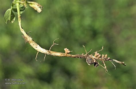 Vicia Narbonensis Picture The Bulgarian Flora Online