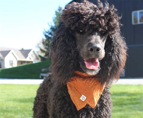Poodle Doodle Blvd.
