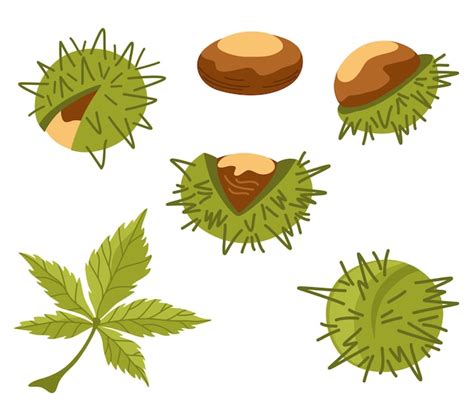 Premium Vector Chestnut Set Organic Food Design Elements For Fabric