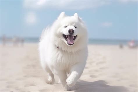 Premium Ai Image Happy Samoyed Running On Beach Sea On Background