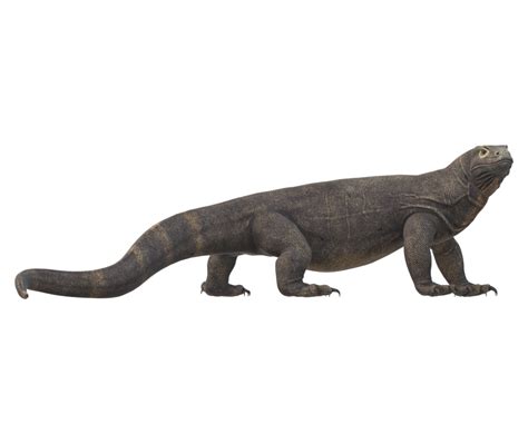 Komodo Dragon Isolated On A Transparent Background 23835831 Png