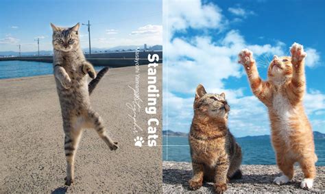 《standing Cat》：日本攝影師拍下的站立貓咪，每一個畫面都好療癒 A Day Magazine