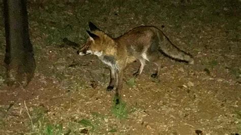 Volpe A Passeggio Per Le Strade Di Sperlonga