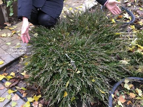 Можжевельник андорра вариегата в ландшафтном дизайне фото