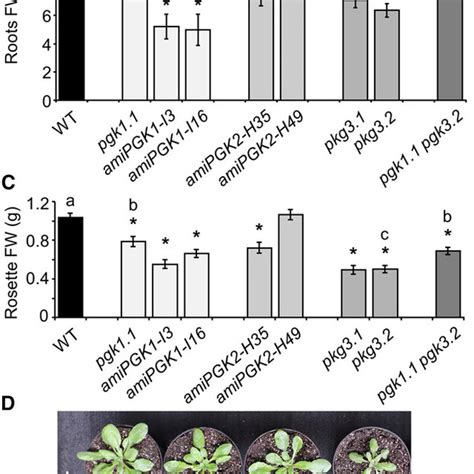 Genomic Organization And Expression Analysis Of The Pgk And Tpt T Dna