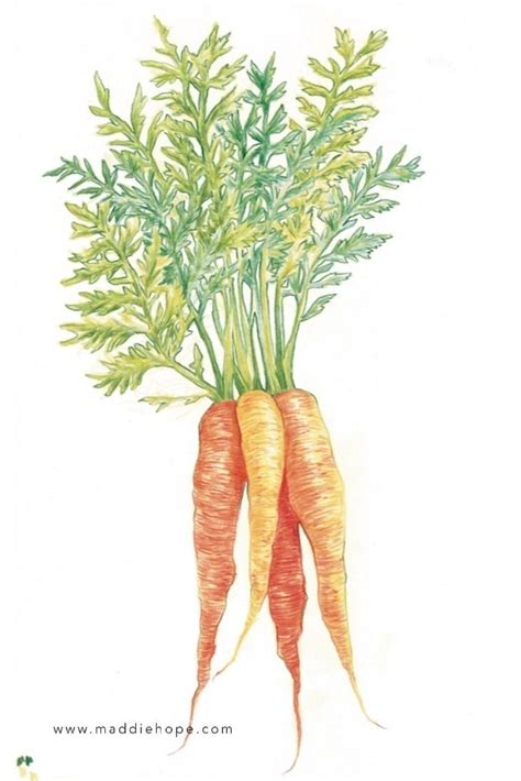 Maddie Hope Illustrations And Design Carrots Illustration Bunch Of Carrots Coloured Pencil