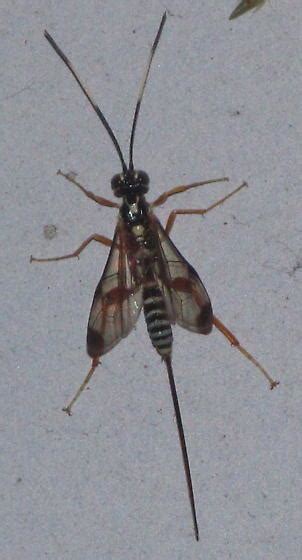 Fly With Very Long Stinger Arotes Decorus Bugguidenet