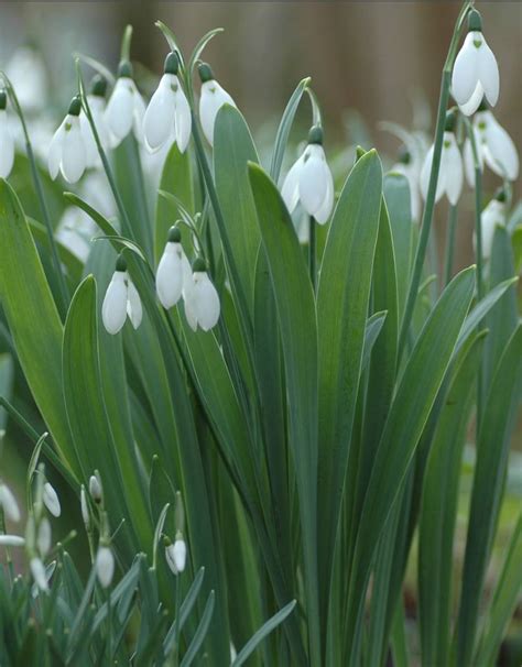 Galanthus Elwesii Groot Sneeuwklokje Kopen De Warande Sterkebollen Nl