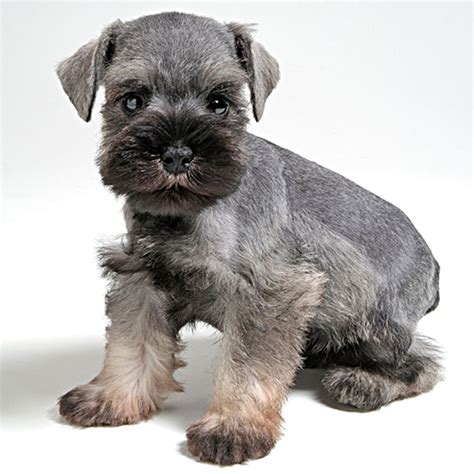 Cuánto Ejercicio Necesita Un Cachorro Schnauzer Miniatura