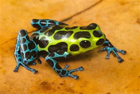 10 Most Poisonous Frogs in the World