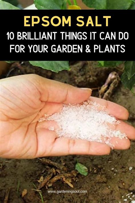 EPSOM SALT 10 Brilliant Things It Can Do For Your Garden Plants