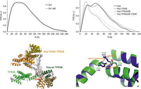 Impact Of Phospho Mimic Mutations On The Solution Conformation Of Sti1