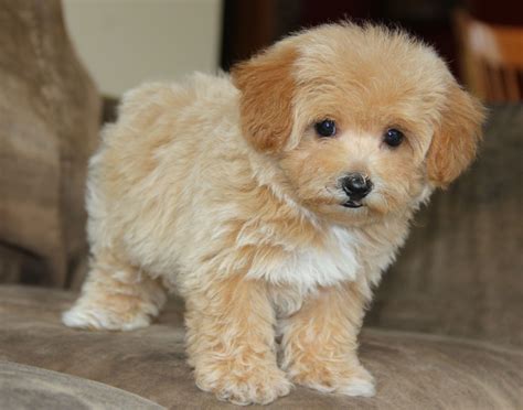 maltipoo puppies maltipoo dog maltipoo puppy poodle puppy