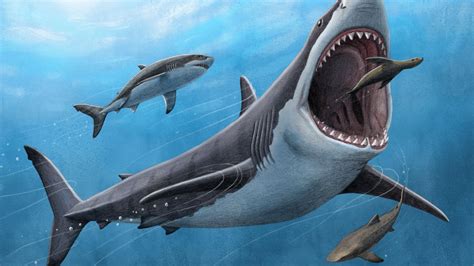 When did megalodon go extinct? How big the prehistoric sharks were and