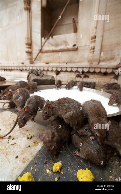 Rats Drinking Milk In The Karni Mata Temple Stock Photo Alamy