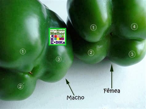 Pimentao Femea E Macho