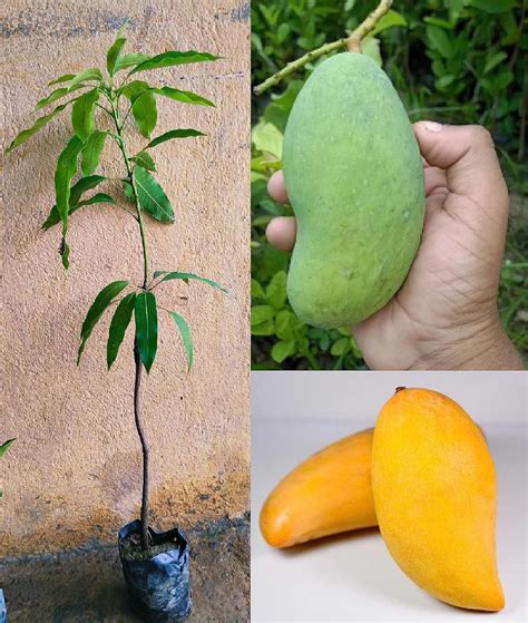 Oxifloranoorjahan Mango Live Amba Fruit Plant Grafted Hybrid Mango