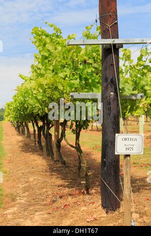 Filari Di Viti Con La Maturazione Dei Grappoli Di Uva Bianca Che Cresce