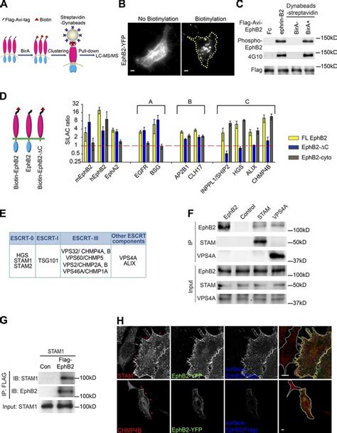 Proteomic Screen Identifies Escrt Components As Ephb Interactors A