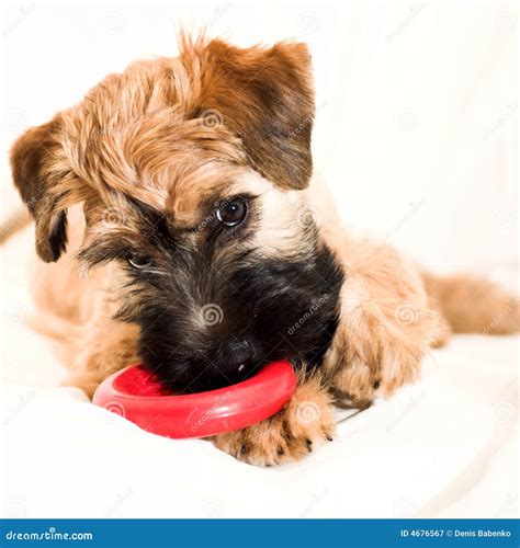 Small brown puppy with toy stock image. Image of purebred - 4676567