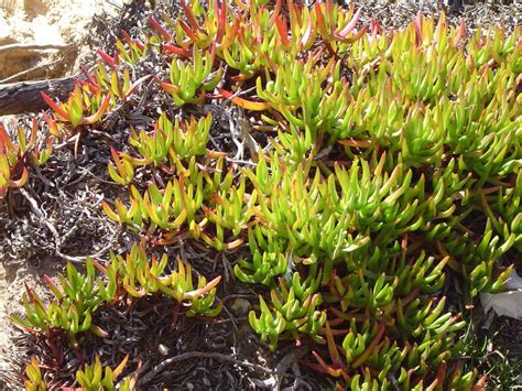 Free Stock Photo 882 Coastal Succulents02123 Freeimageslive