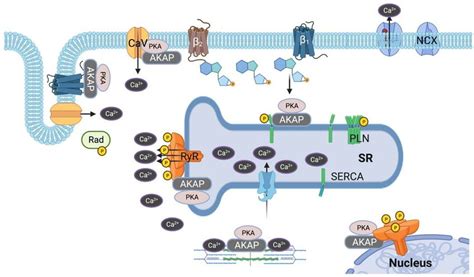 Dysregulation Of Calcium Cycling In Heart Failure During Heart