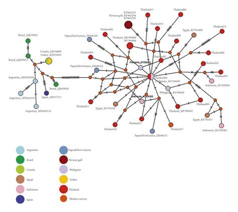 Haplotype network based on 44 COII sequences of A. typica from Thailand ...