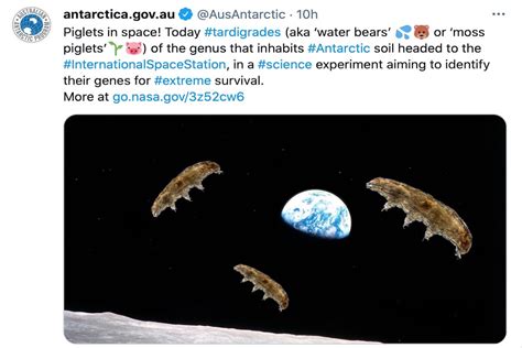 Why Nasa Sent Tardigrades To The International Space Station