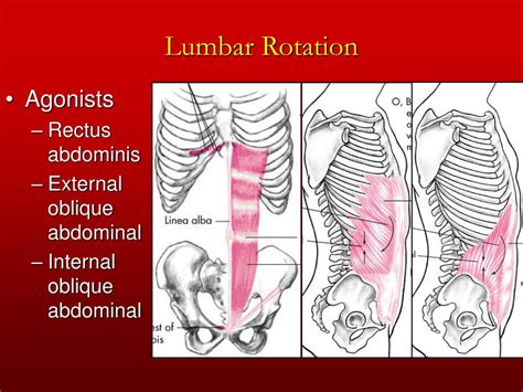 Ppt Chapter 12 The Trunk And Spinal Column Powerpoint Presentation