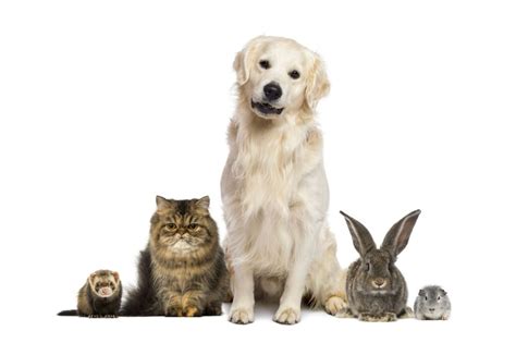 pets joy latest products   deshaizs cafe