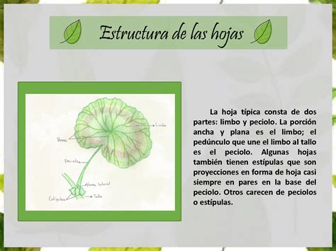 Solution Morfolog A Externa De Una Hoja Studypool