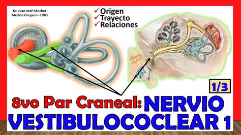 8vo Par Craneal NERVIO VESTIBULOCOCLEAR 1 3 Nervio Auditivo