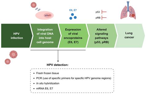 Hpv And Lung Cancer A Systematic Review