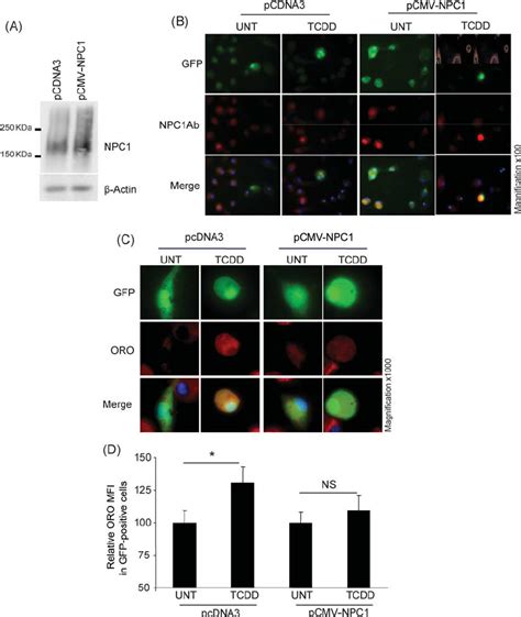 Inhibition Of TCDD Induced Lipid Accumulation By NPC1 Overexpression