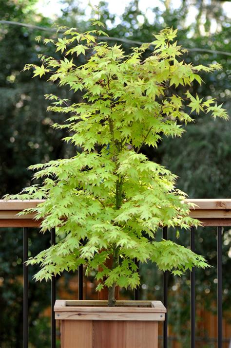 Summer Gold Japanese Maple A Tree Garden