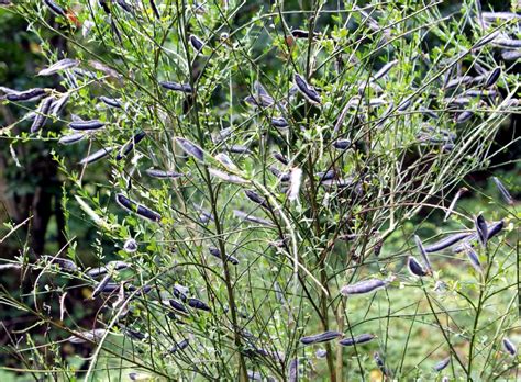 Ginster – Naturfotos näher hingeschaut