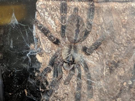 P.Ornata 1 | Arachnoboards