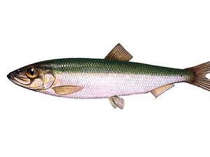 Рыба салака: описание, особенности ловли, рецепты приготовления