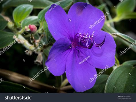 Purple Glory Tree Tibouchina Granulosa Flowering Stock Photo Edit Now