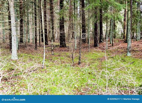 Autumn Trees With Naked Branches Stock Image Image Of Landscape Misty