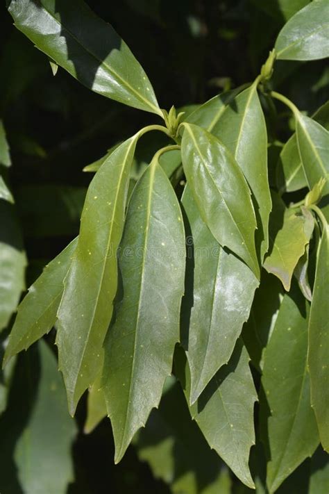 Japanese Laurel Stock Image Image Of Outdoors Winter 245981089