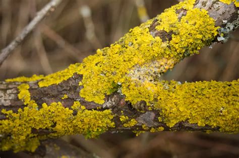 Tree Lichens 101 Do You Know How To Identify Them Greater Pitt Tree