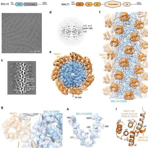 Cryo Em Reconstruction And Atomic Model Of The Bcl Malt Filament A